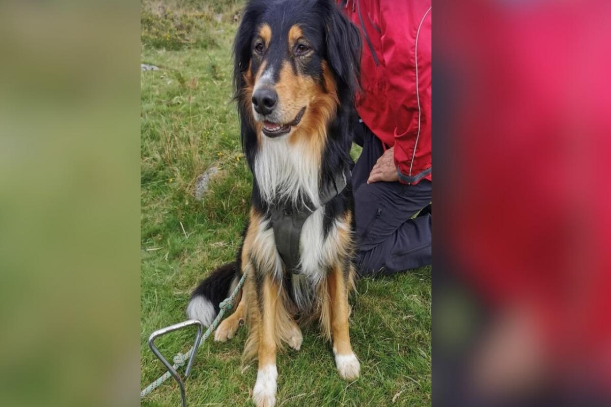 Search underway for missing trainee mountain rescue search dog