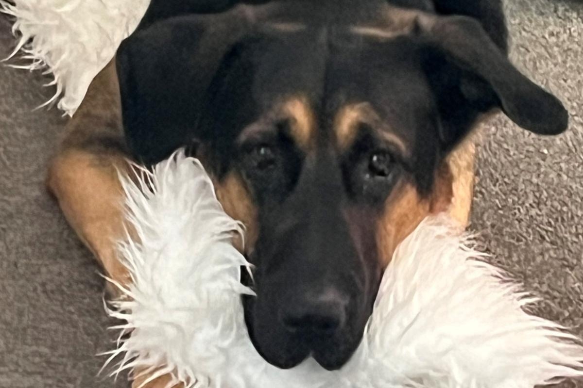 Public warned 'don't leave dogs in hot cars' following two incidents this weekend