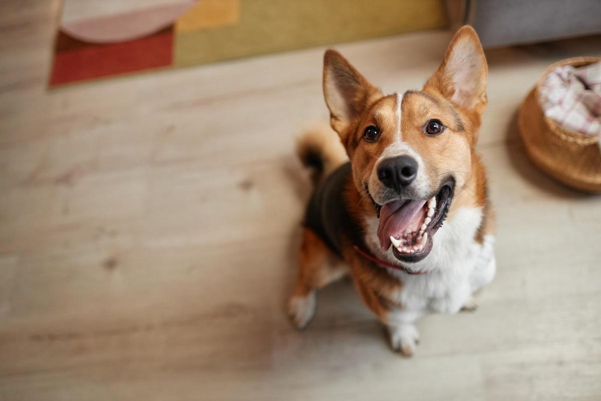 Warning issued to pet owners over £180 microchip scam