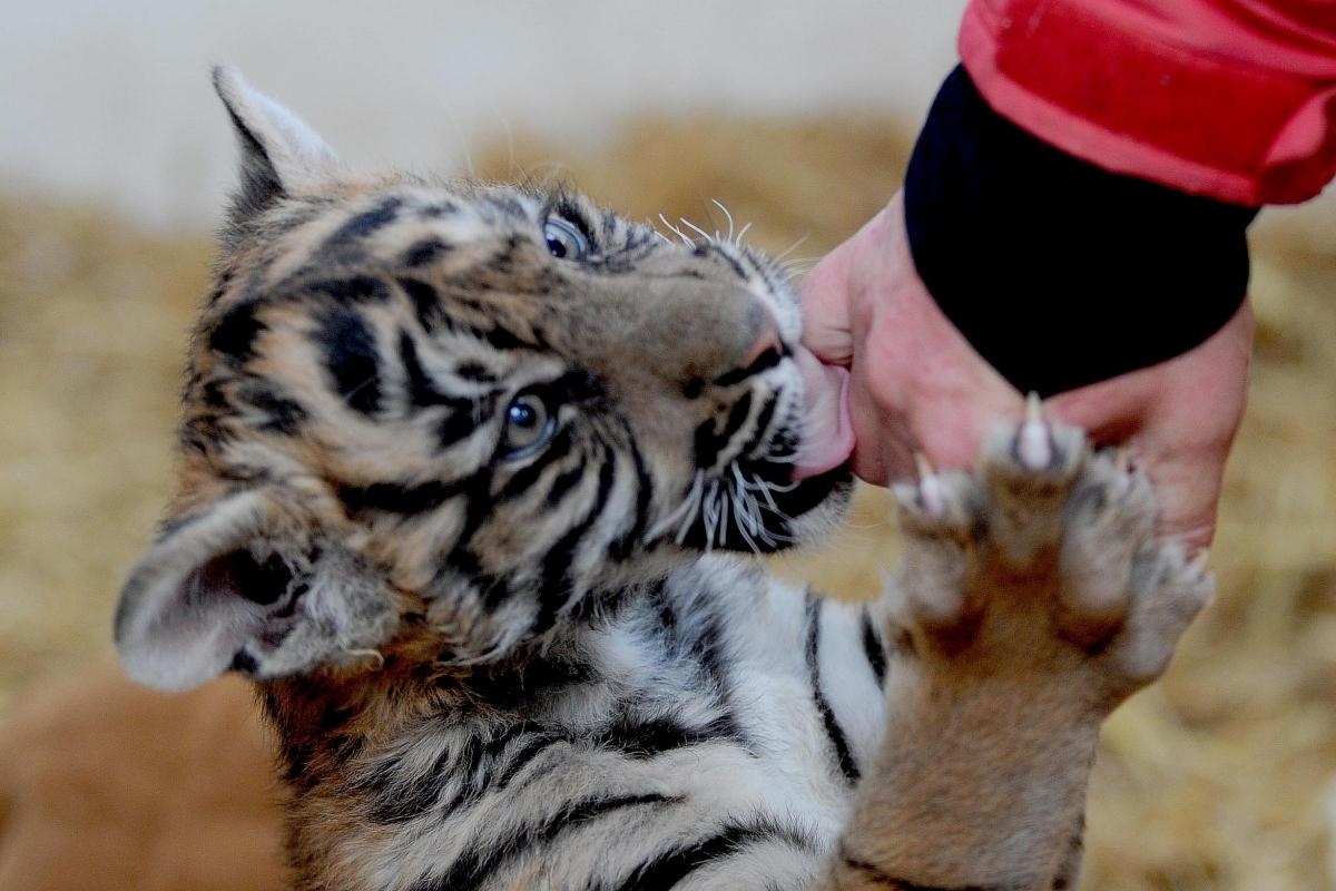 NOSTALGIA: A look at Cumbria's love of nature on Global Tiger Day