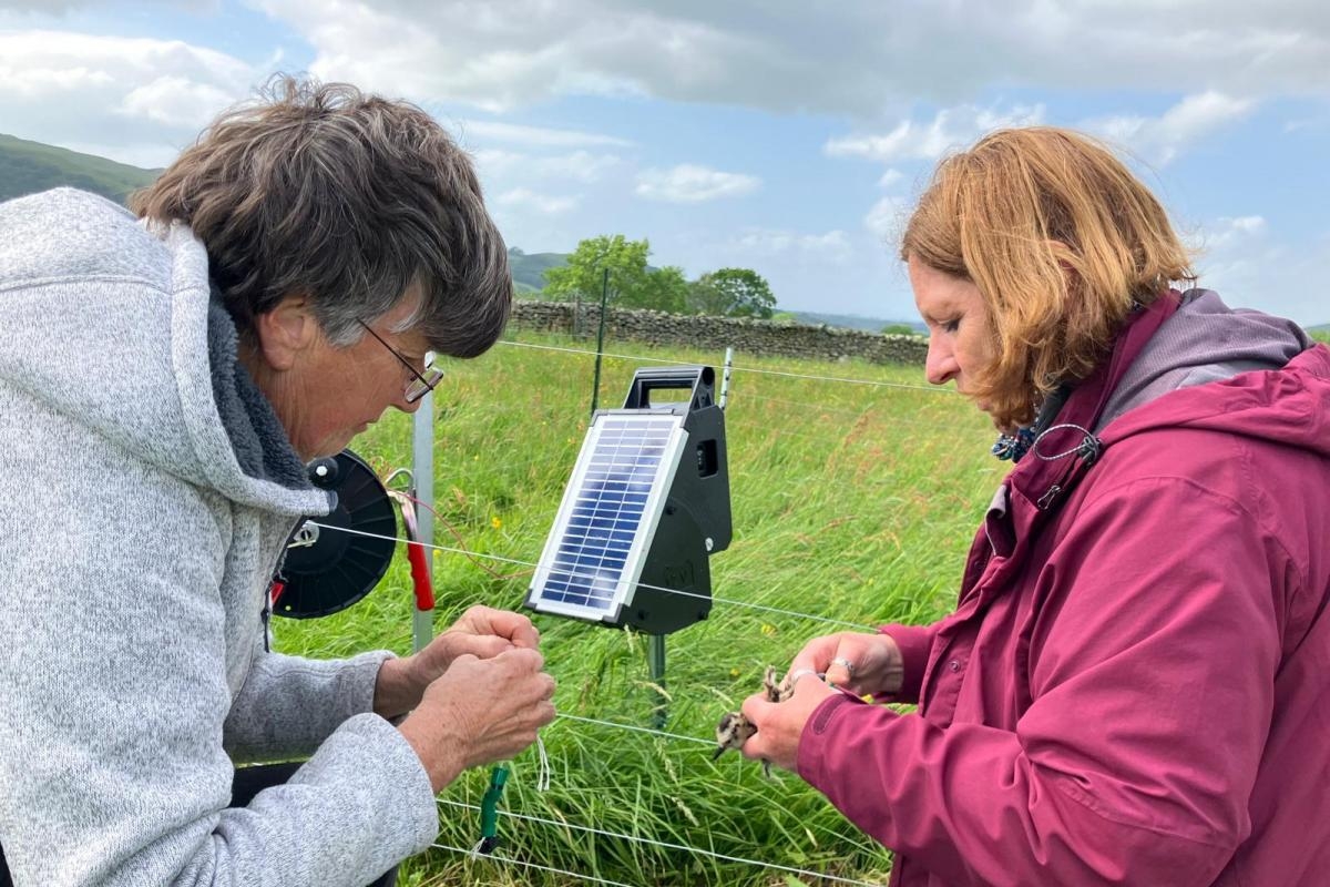 Volunteers flocking to aid iconic bird's recovery