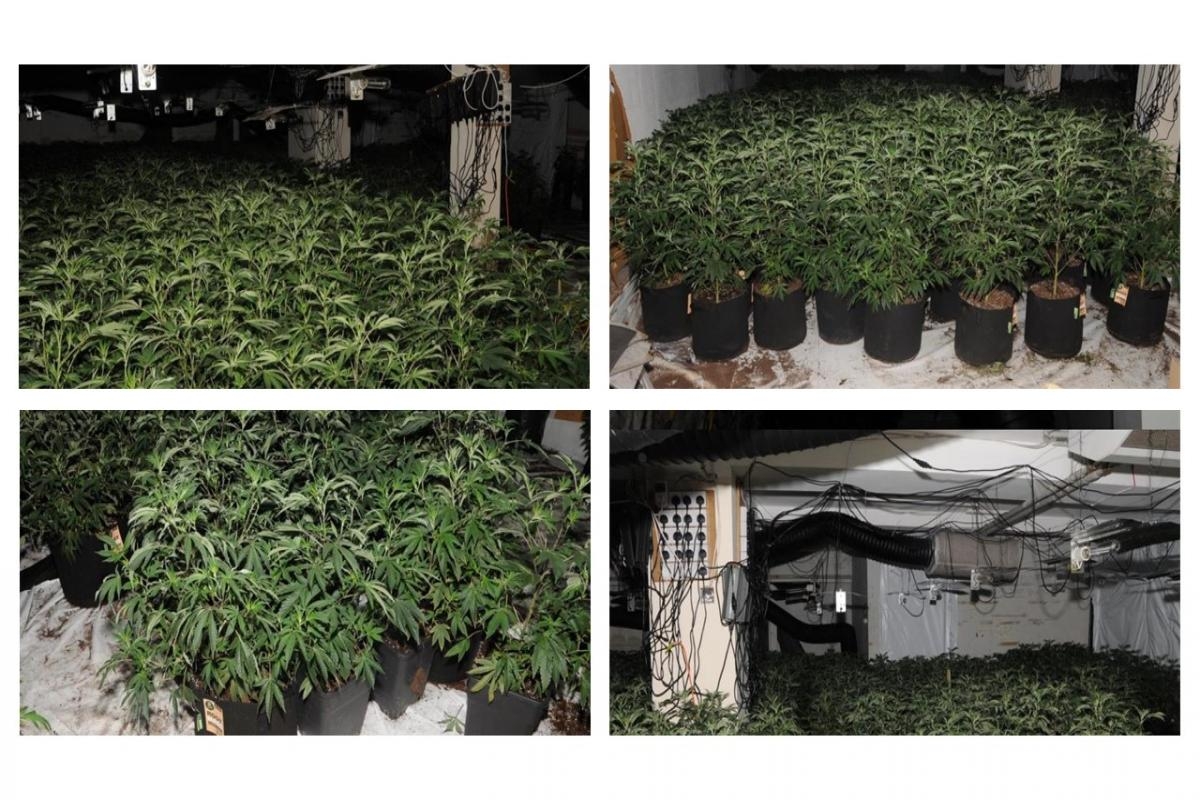 Hundreds of cannabis plants seized by police in drugs blitz