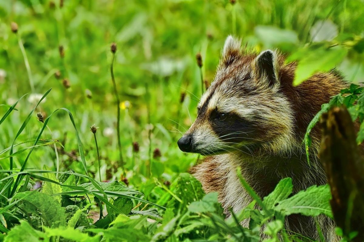 Raccoons could become UKs next invasive pest threat