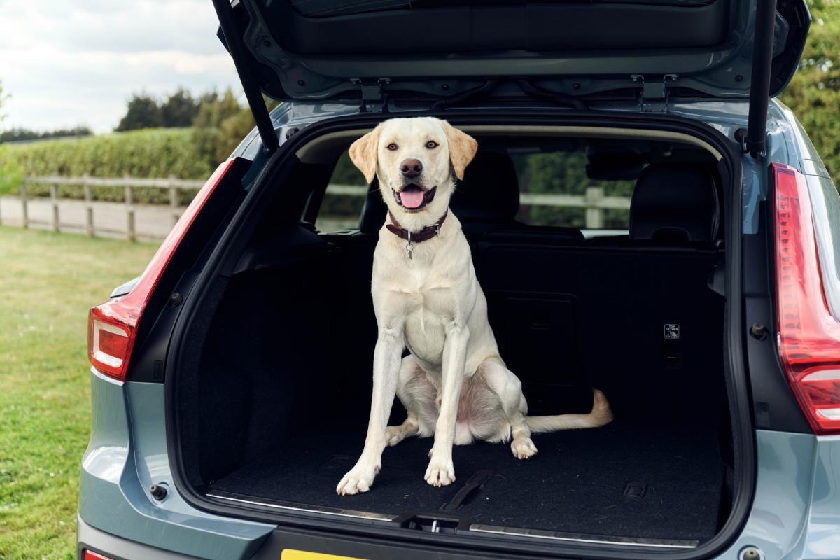 The top 10 dog-friendly cars that are perfect for travelling with your pooch