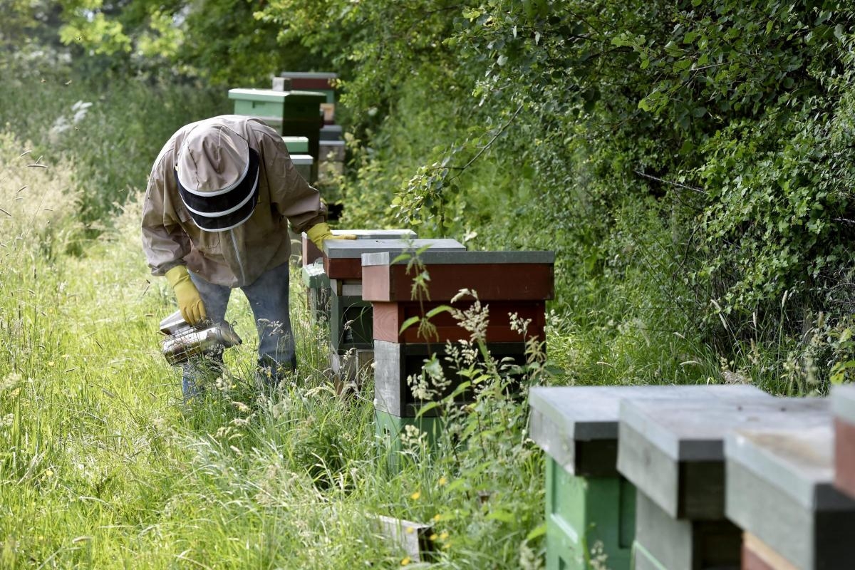 Looking back on bees and how we got a buzz out of hives and honey