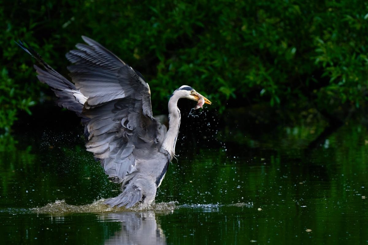 Six News & Star Camera Club pictures from members