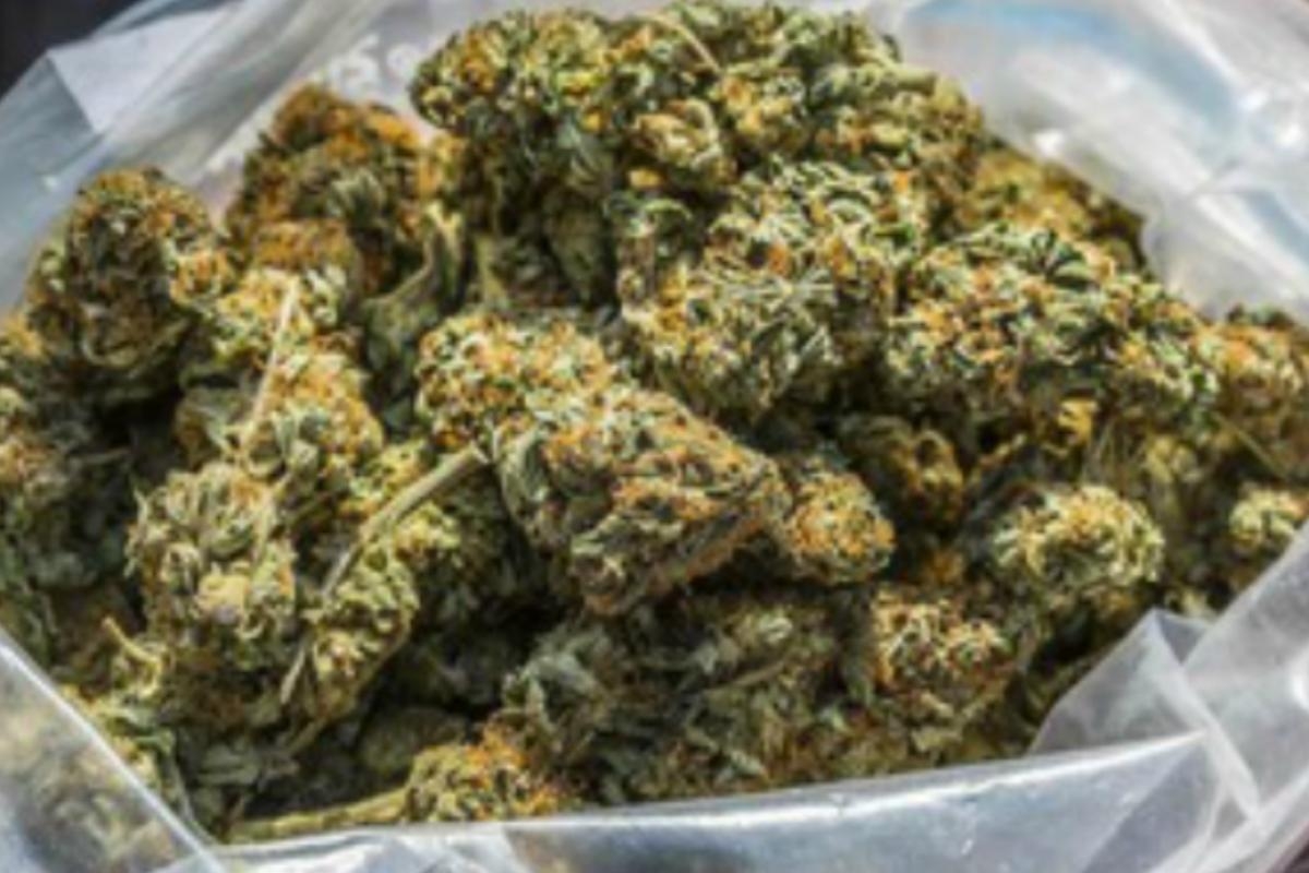 Women's cannabis operation exposed after police raided ground floor flat