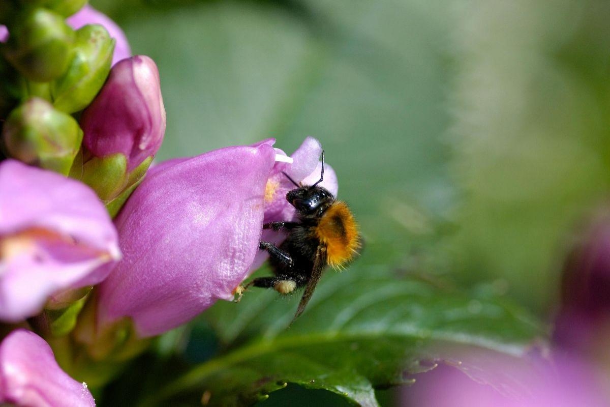 Events across Cumbria for Great Big Green Week 2025
