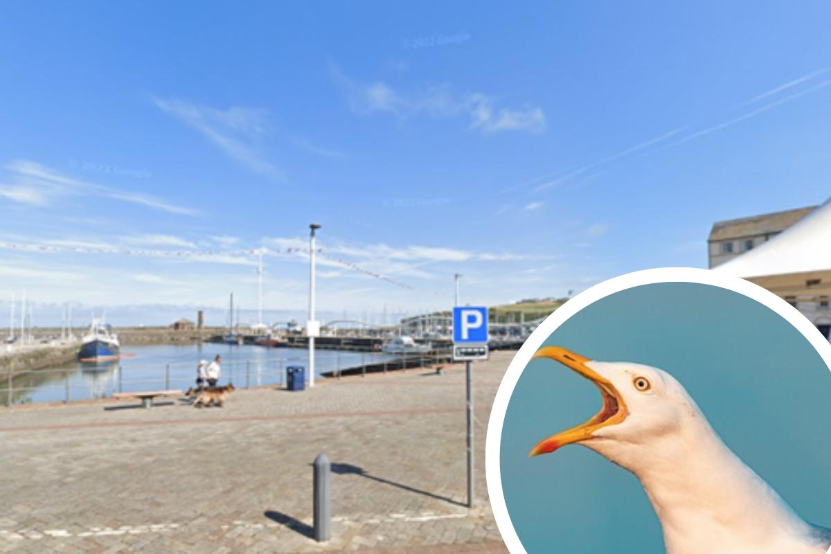Bird flu cases detected in seagulls in Cumbrian town