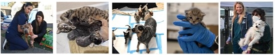 'Make Space For LA!' Adoption Event Helps Pets Impacted by Los Angeles Area Wildfires