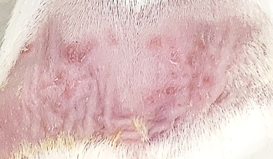 Ruvidar More Effective in the Treatment of Herpes than FDA-Approved Treatments