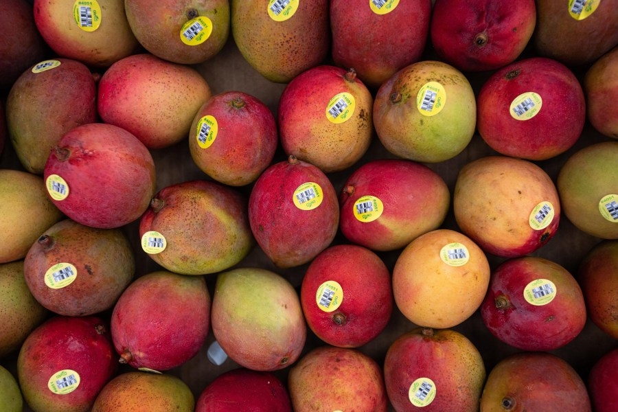 Eating mangos linked to preventing diabetes risk: Study
