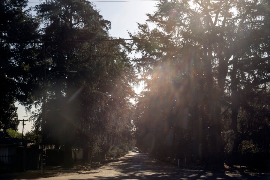 Trees can help detect volcano eruptions: Study