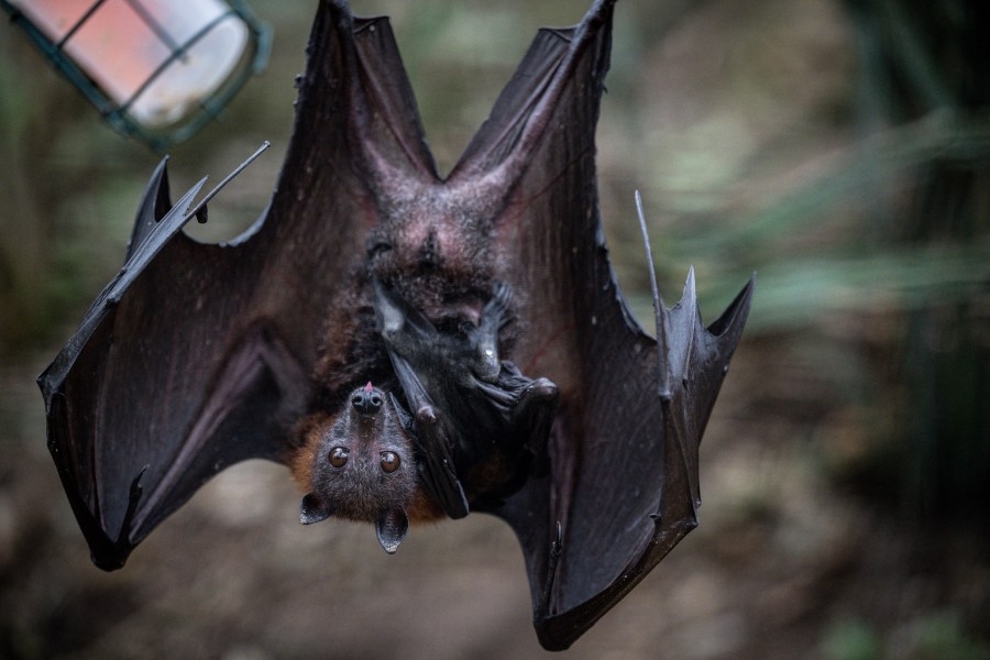 Family likely infected with fungal disease after bat-filled cave tour: CDC
