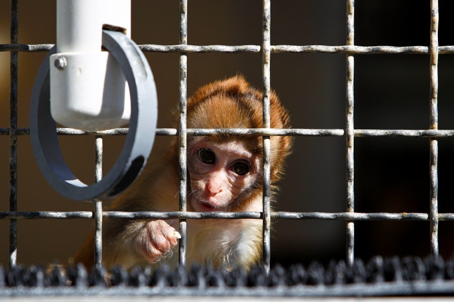 Research monkeys entangled in Trump-Harvard dispute get reprieve
