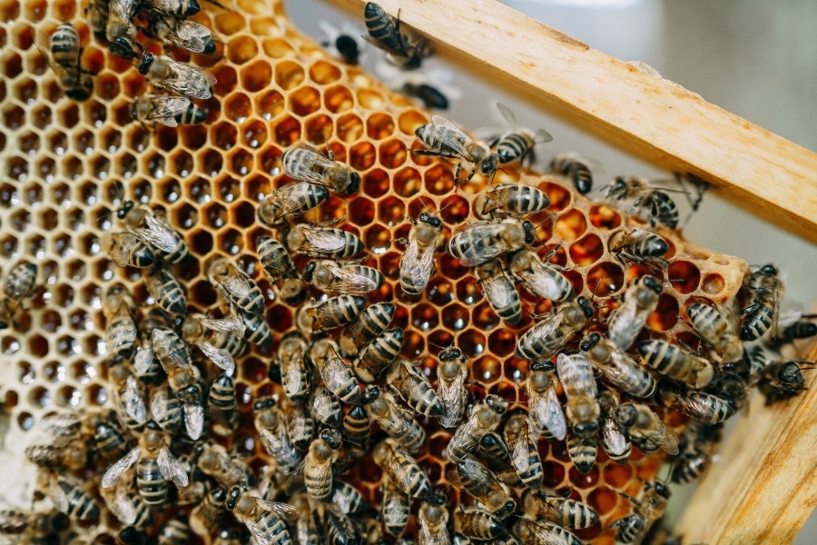 Honey prices to surge as honeybee populations decline