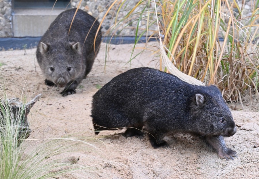 American who snatched wombat says ‘thousands threatened my life'