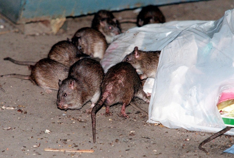 Bird flu found in rats for the first time: USDA