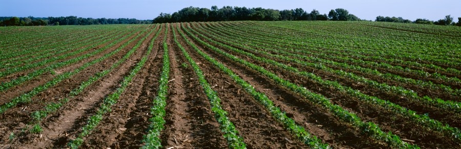 Trump trade war with China hurting US farmers, advocate says