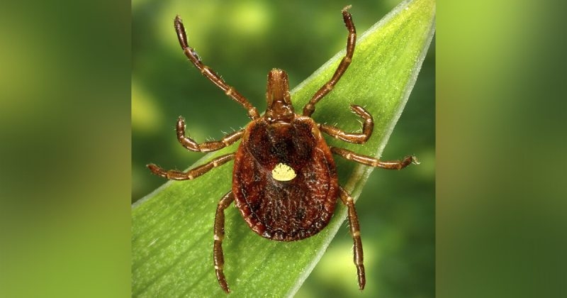 How to spot ticks and remove them