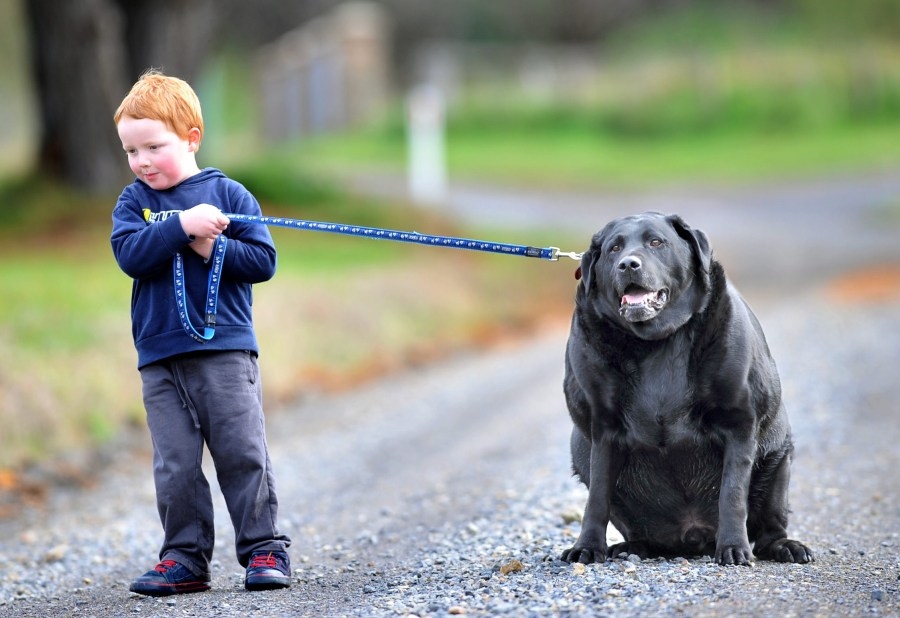 Researchers sniff out obesity link between labradors, humans