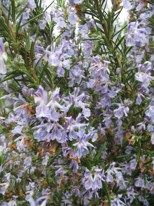 Rosemary, sage could boost brain health: Study
