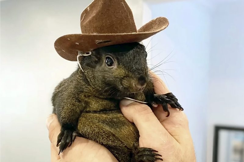 New Hampshire lawmakers want to avoid P'Nut the squirrel repeat