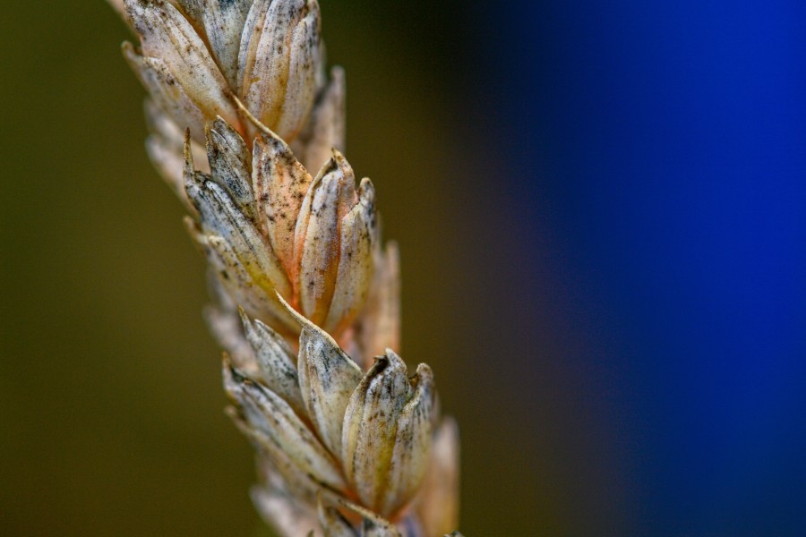 ‘Agroterrorism' fungus could harm US crops, livestock: Scientist