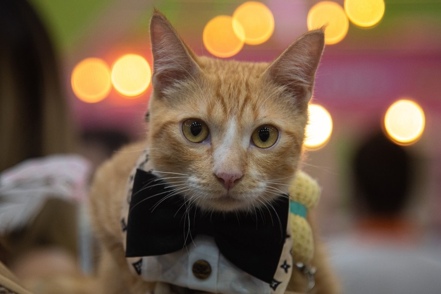 Researchers solve genetic mystery of orange cats