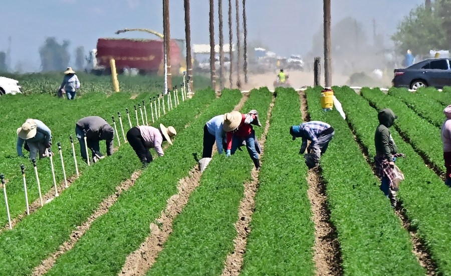 ICE raids at California farms condemned by unions, advocates
