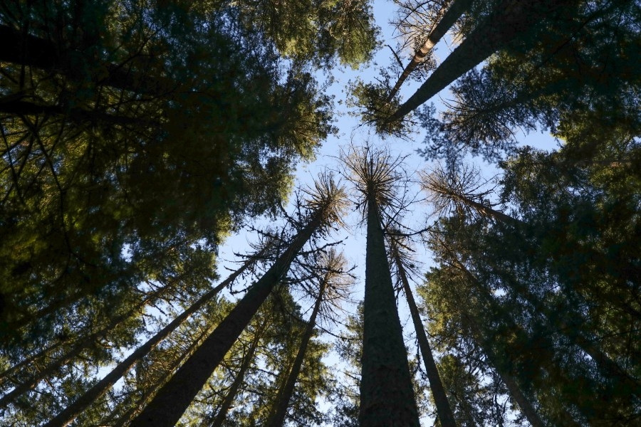 Trump tries to revive timber industry, sparking concerns