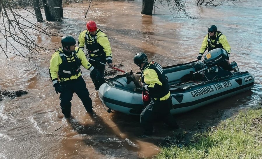 Dogs rescued in California after being tied up, stranded