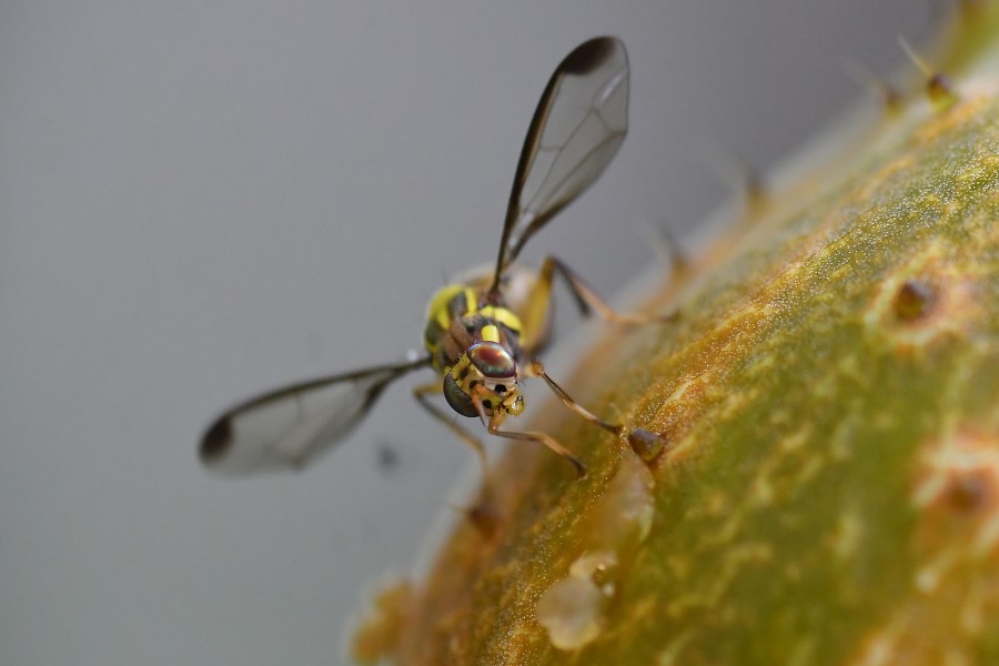 Scientists hooking flies on cocaine to study addiction: Reports
