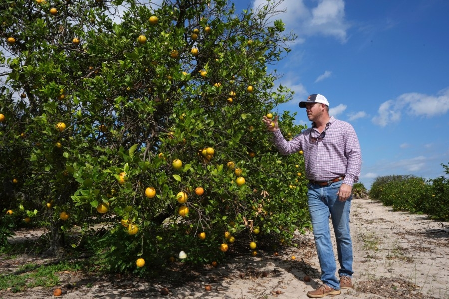 Florida's citrus industry, once thriving, is now in decline
