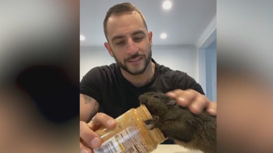 New York lawmakers push ‘Peanut's Law' to reform wildlife enforcement