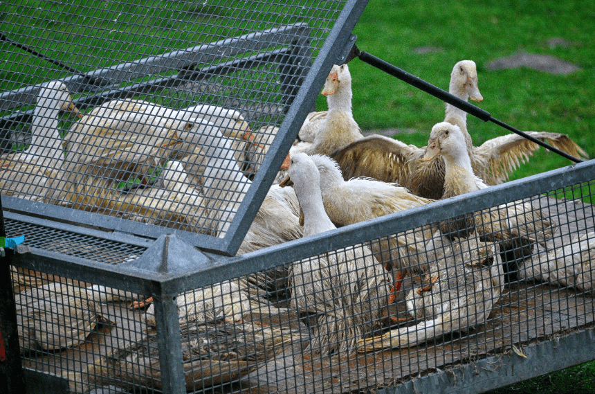 Americans could be carrying bird flu without symptoms, CDC says