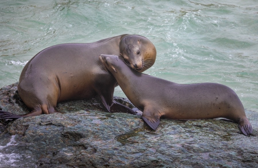 Marine mammals in California getting sick from algae: Care center