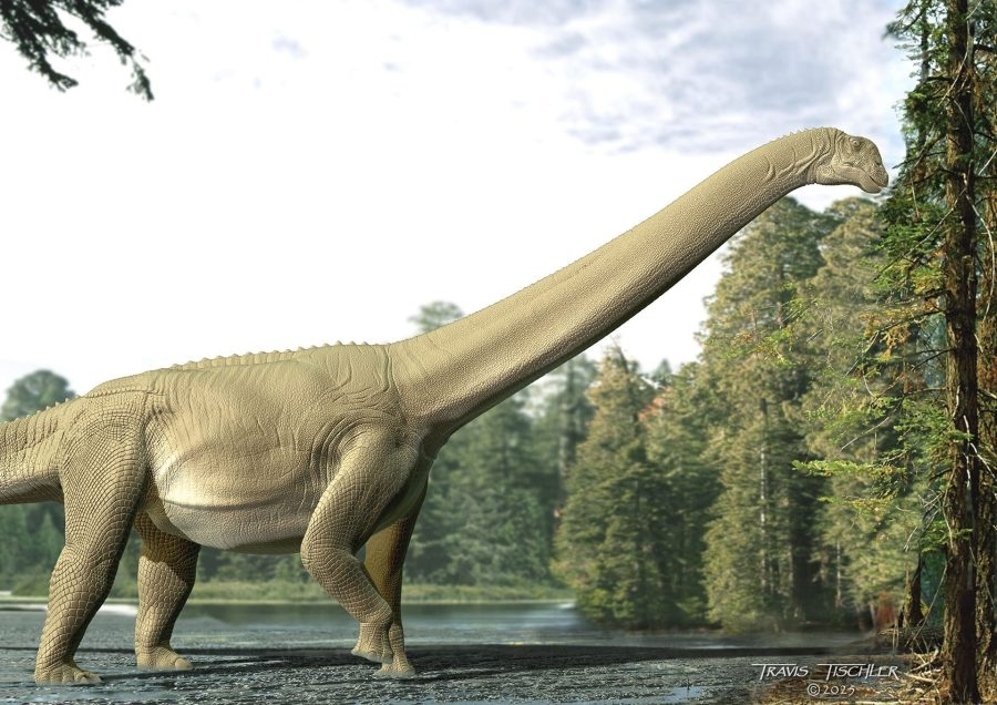‘Last meal' of sauropod fossil confirms dinosaur lived on plants