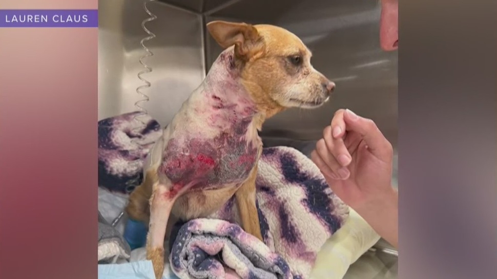 'Penny's law': NYC dog attack inspires legislation to hold owners accountable