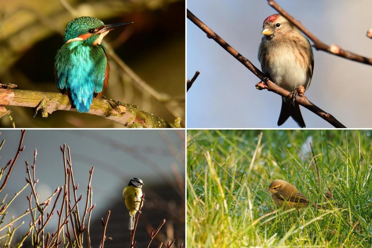 Fabulous feathered friends caught on camera in Mid Cheshire