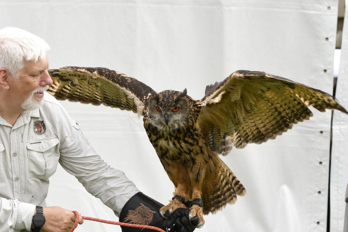 Army veteran who found 'safe space' helping wildlife spreads joy with rescue owls