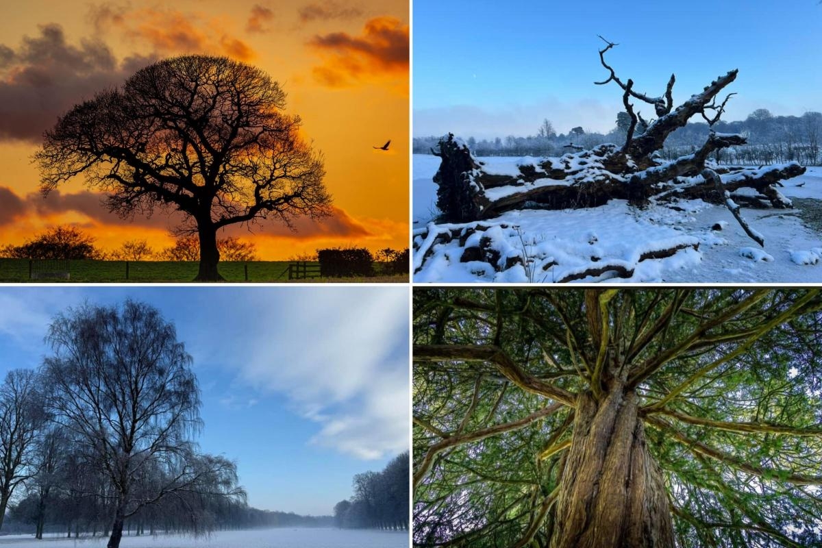 20 fabulous photos of trees and woodland around Mid Cheshire