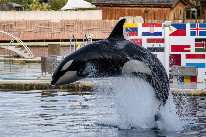 Nottinghamshire MP weighs in on 'critical' fight to save Orca whales trapped in abandoned park