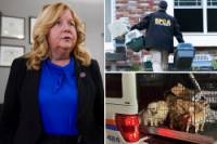 Nassau DA blasts cashless bail laws that let ‘vicious and depraved' animal abusers walk free — and demands Albany act now