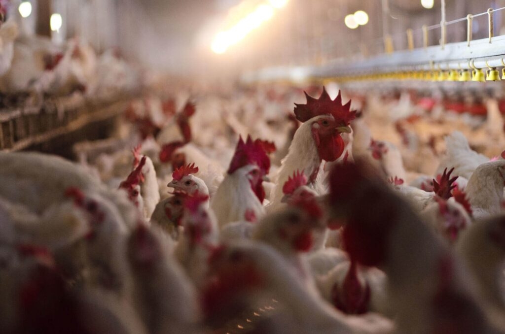 Ohio leaders should support farmers fighting bird flu