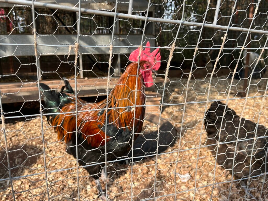 Oklahoma Legislature sees renewed efforts to change cockfighting laws