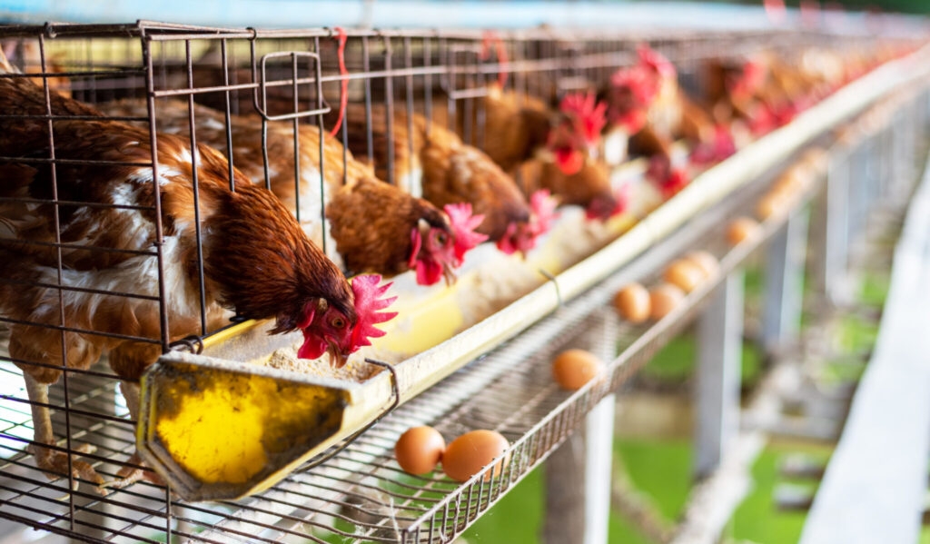 Influential factory farm industry presents a massive challenge to safety of Oklahomans, animals