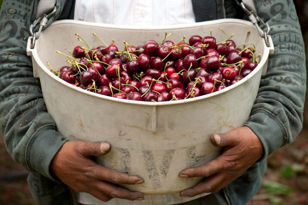 Review of payrolls shows higher hourly pay but lower overall earnings under farmworker overtime law
