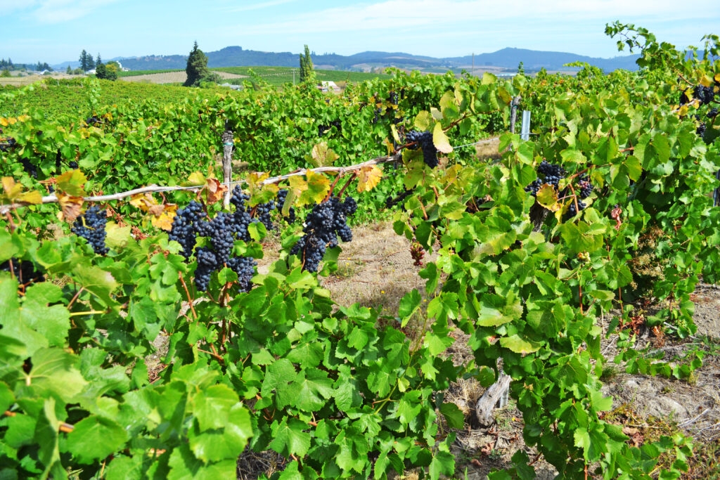 With Trump tariffs, Oregon wine is over a barrel