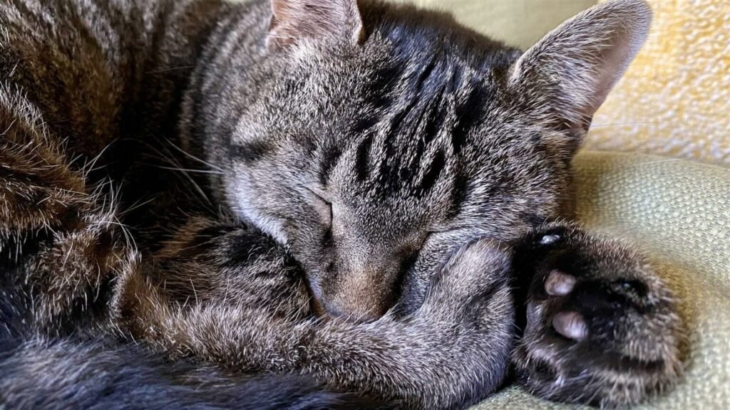 Two more Oregon cats die from bird flu virus in raw food